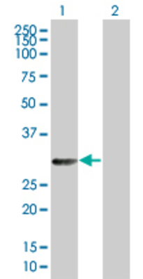 Lane 1: LGALS3 transfected lysate (27.61 KDa) Lane 2: Non-transfected lysate.