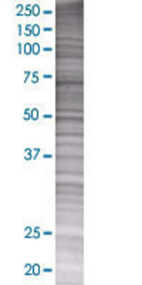 IFNA5 transfected lysate.