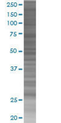 IFIH1 transfected lysate.