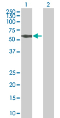 Lane 1: CEP57 transfected lysate (55.11 KDa) Lane 2: Non-transfected lysate.