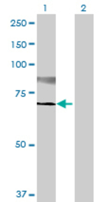 Lane 1: ST6GALNAC1 transfected lysate (66.11 KDa) Lane 2: Non-transfected lysate.
