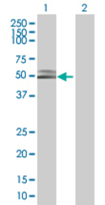 Lane 1: C9orf76 transfected lysate (41.8 KDa). Lane 2: Non-transfected lysate.