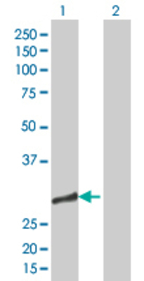Lane 1: ATP5O transfected lysate (23.54 KDa). Lane 2: Non-transfected lysate.