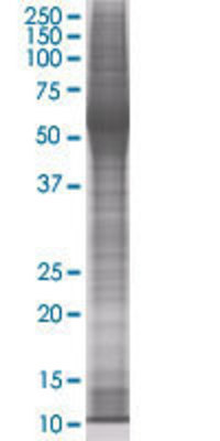 THY1 transfected lysate