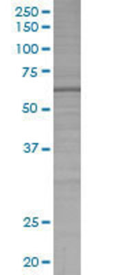 CBS transfected lysate.