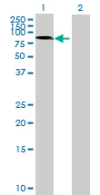 Lane 1: CENPB transfected lysate (66 KDa) Lane 2: Non-transfected lysate.