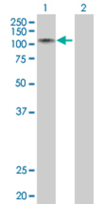 Lane 1: RNF10 transfected lysate (89.21 KDa) Lane 2: Non-transfected lysate.