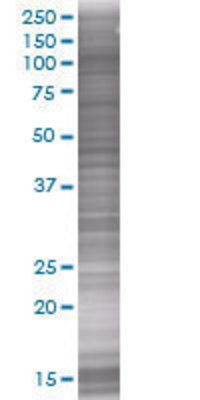 RNF10 transfected lysate.