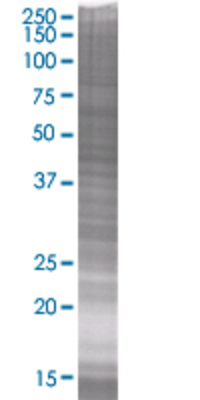 FTS transfected lysate