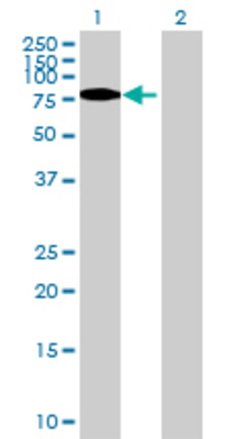Lane 1: GNS transfected lysate (60.83 KDa) Lane 2: Non-transfected lysate.