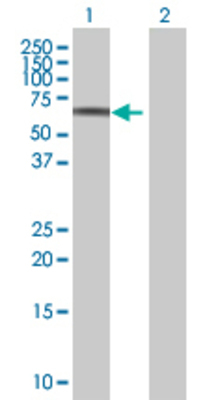 Lane 1: MYCN transfected lysate (49.6 KDa) Lane 2: Non-transfected lysate.