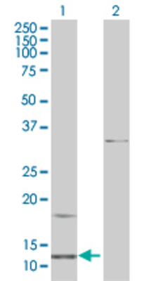 Lane 1: CGA transfected lysate (12.87 KDa). Lane 2: Non-transfected lysate.