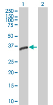 Lane 1: GNPDA1 transfected lysate (31.9 KDa). Lane 2: Non-transfected lysate.