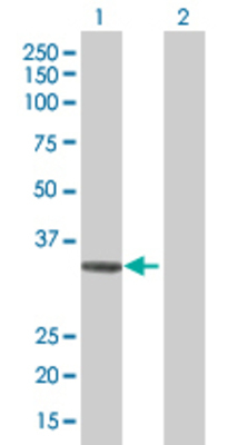 Lane 1: ADAMTS4 transfected lysate (36 KDa) Lane 2: Non-transfected lysate.