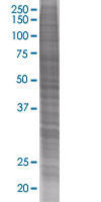 MS4A3 transfected lysate