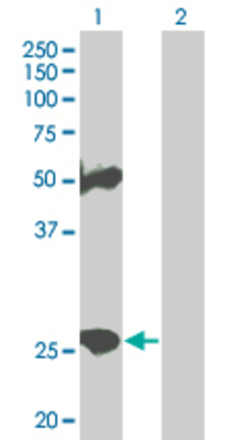 Lane 1: MS4A3 transfected lysate (23.65 KDa). Lane 2: Non-transfected lysate.