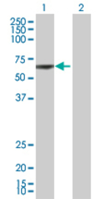 Lane 1: TTC8 transfected lysate (57.3 KDa) Lane 2: Non-transfected lysate.