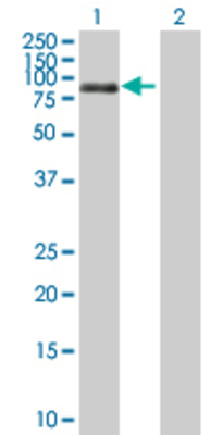 Lane 1: CDC25B transfected lysate (65 KDa) Lane 2: Non-transfected lysate.