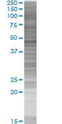 BRE transfected lysate.