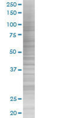 TLR4 transfected lysate.