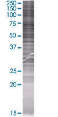 SLC33A1 transfected lysate.