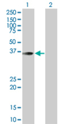 Lane 1: MEF2B transfected lysate (40.26 KDa) Lane 2: Non-transfected lysate.