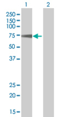 Lane 1: SYNJ2 transfected lysate (92.2 KDa) Lane 2: Non-transfected lysate.