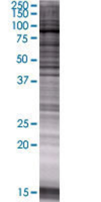 PRAM1 transfected lysate.