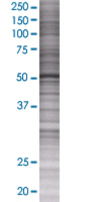 PTGIS transfected lysate.