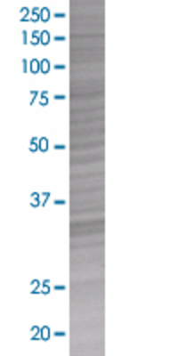 CCL11 transfected lysate