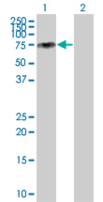 Lane 1: F2 transfected lysate (70 KDa) Lane 2: Non-transfected lysate.