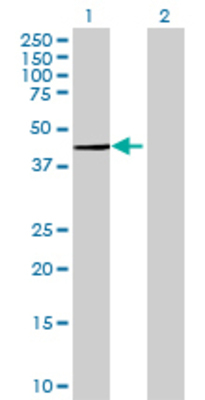 Lane 1: ASRGL1 transfected lysate (33.99 KDa) Lane 2: Non-transfected lysate.