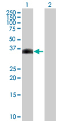 Lane 1: SNAPC3 transfected lysate (27.94 KDa) Lane 2: Non-transfected lysate.