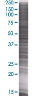 SNAPC3 transfected lysate.