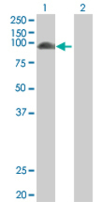 Lane 1: F13A1 transfected lysate (83.3 KDa) Lane 2: Non-transfected lysate.