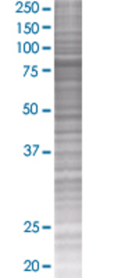 F13A1 transfected lysate.