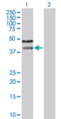 Lane 1: PSRC2 transfected lysate (39.49 KDa) Lane 2: Non-transfected lysate.