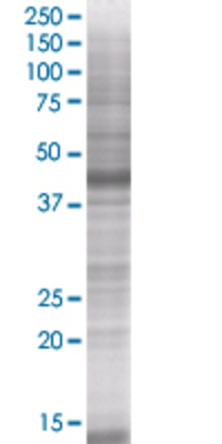 TRAF2 transfected lysate.