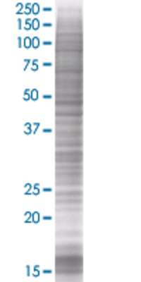 C3AR1 transfected lysate.