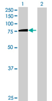 Lane 1: PASD1 transfected lysate (85.14 KDa) Lane 2: Non-transfected lysate.