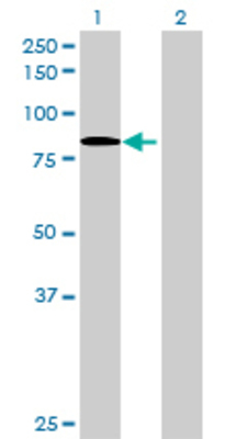 Lane 1: LIMK2 transfected lysate (75.57 KDa) Lane 2: Non-transfected lysate.