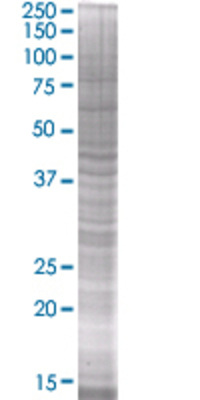RHOF transfected lysate