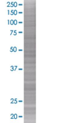 PRTN3 transfected lysate