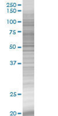 NTF5 transfected lysate.