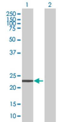 Lane 1: ARL11 transfected lysate (21.4 KDa) Lane 2: Non-transfected lysate.
