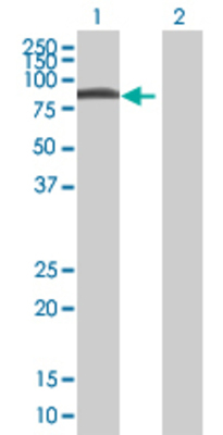 Lane 1: HBP1 transfected lysate (56.65 KDa) Lane 2: Non-transfected lysate.