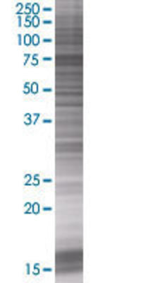 RASGRP4 transfected lysate.
