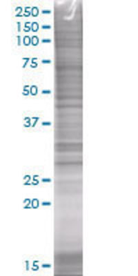 GAJ transfected lysate