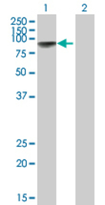 Lane 1: KIF22 transfected lysate (73.3 KDa) Lane 2: Non-transfected lysate.