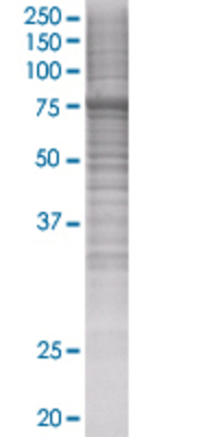 KIF22 transfected lysate.